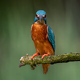 Kingfishers